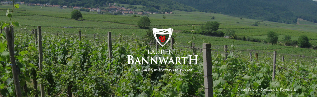 Laurent Bannwarth - VignArtea